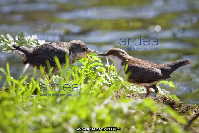 : Dipper adult feeding chick at river Arnoia River : Dipper adult feeding chick at river Arnoia River