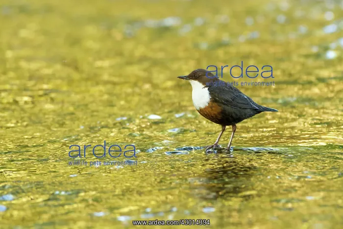  : Dipper adult in golden water spring