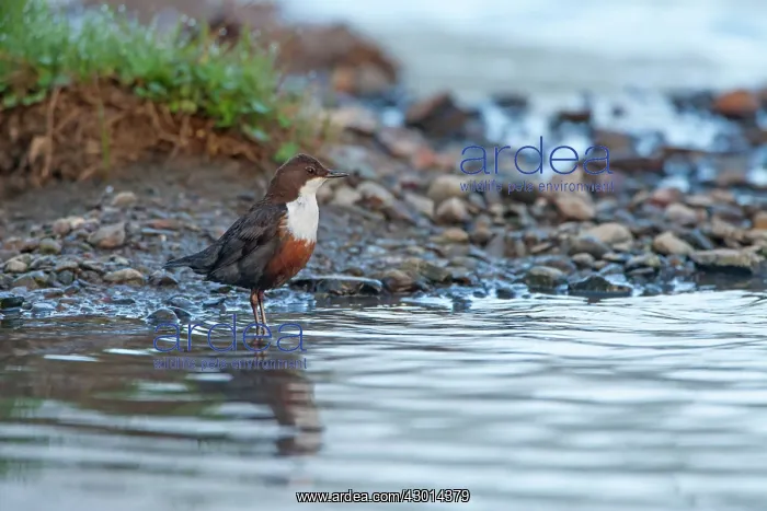  : Dipper adult in water spring