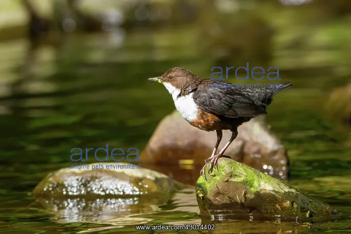  : Dipper adult by water spring
