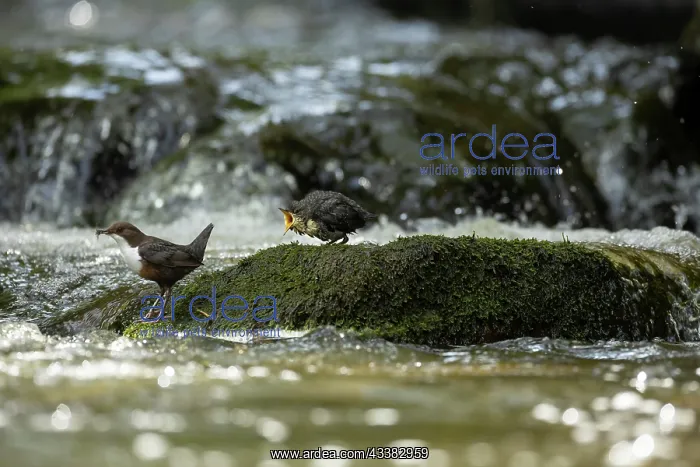 : Dipper (Cinclus cinclus) adult hunting on a fast flowing riv : Dipper (Cinclus cinclus) adult hunting on a fast flowing riv