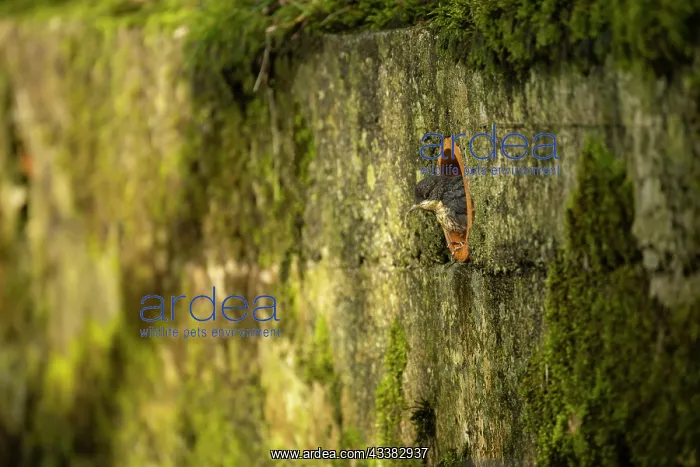  : Dipper (Cinclus cinclus) baby emerging from its nest in a pi