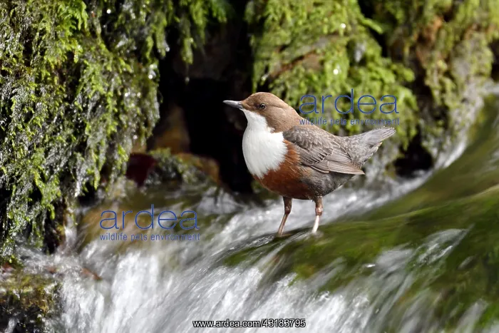  : Dipper (Cinclus cinclus) in the brook of the Creuse