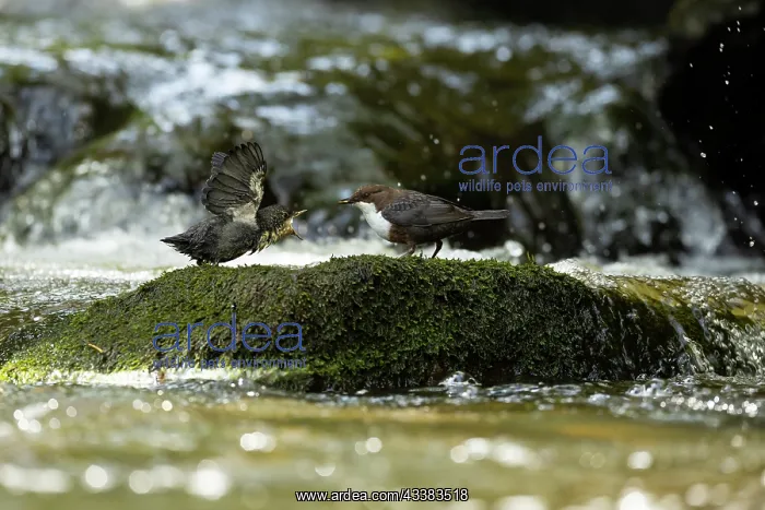 : Dipper (Cinclus cinclus) feeding chick : Dipper (Cinclus cinclus) feeding chick