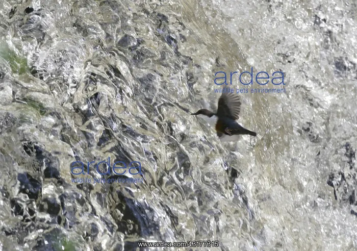 : Dipper (Cinclus cinclus) flying in front of a waterfall : Dipper (Cinclus cinclus) flying in front of a waterfall