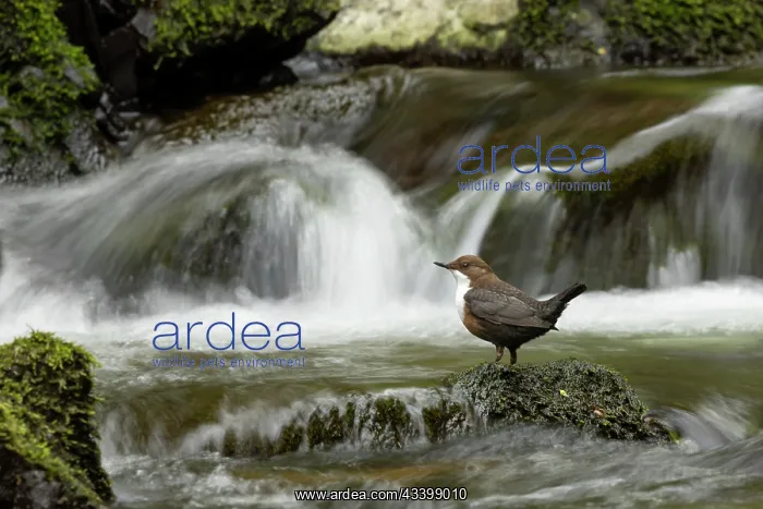 : Dipper (Cinclus cinclus) hunting on a fast flowing : Dipper (Cinclus cinclus) hunting on a fast flowing