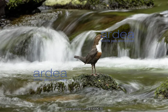 : Dipper (Cinclus cinclus) hunting on a fast flowing : Dipper (Cinclus cinclus) hunting on a fast flowing