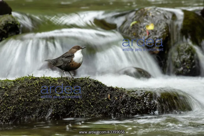 : Dipper (Cinclus cinclus) hunting on a fast flowing