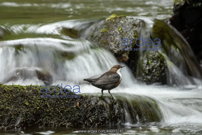 : Dipper (Cinclus cinclus) hunting on a fast flowing : Dipper (Cinclus cinclus) hunting on a fast flowing
