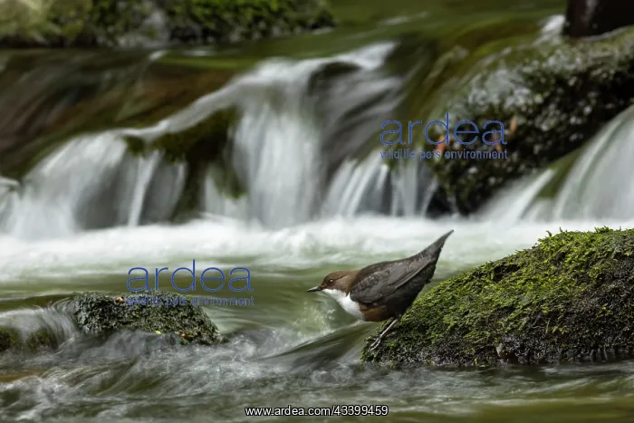 : Dipper (Cinclus cinclus) hunting on a fast flowing : Dipper (Cinclus cinclus) hunting on a fast flowing