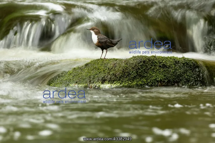 : Dipper (Cinclus cinclus) hunting on a fast flowing river : Dipper (Cinclus cinclus) hunting on a fast flowing river