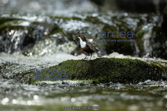 : Dipper (Cinclus cinclus) hunting on a fast flowing river : Dipper (Cinclus cinclus) hunting on a fast flowing river