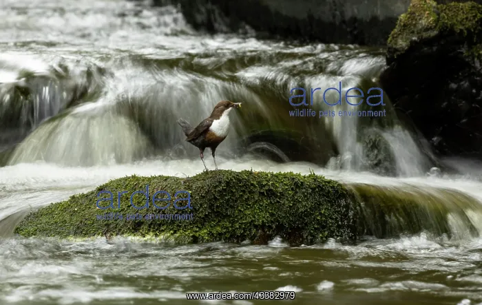 : Dipper (Cinclus cinclus) hunting on a fast flowing river : Dipper (Cinclus cinclus) hunting on a fast flowing river