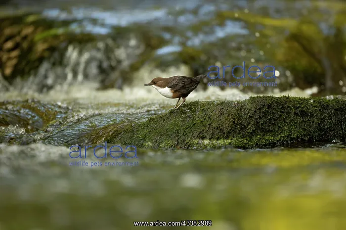 : Dipper (Cinclus cinclus) hunting on a fast flowing river : Dipper (Cinclus cinclus) hunting on a fast flowing river