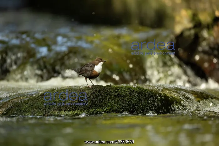 : Dipper (Cinclus cinclus) hunting on a fast flowing river : Dipper (Cinclus cinclus) hunting on a fast flowing river