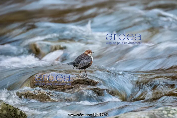 : Dipper - Devon - UK : Dipper - Devon - UK