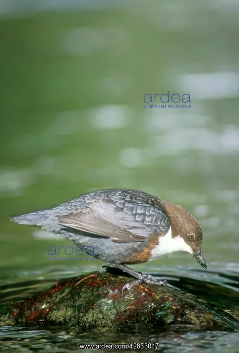 : Dipper - feeding : Dipper - feeding