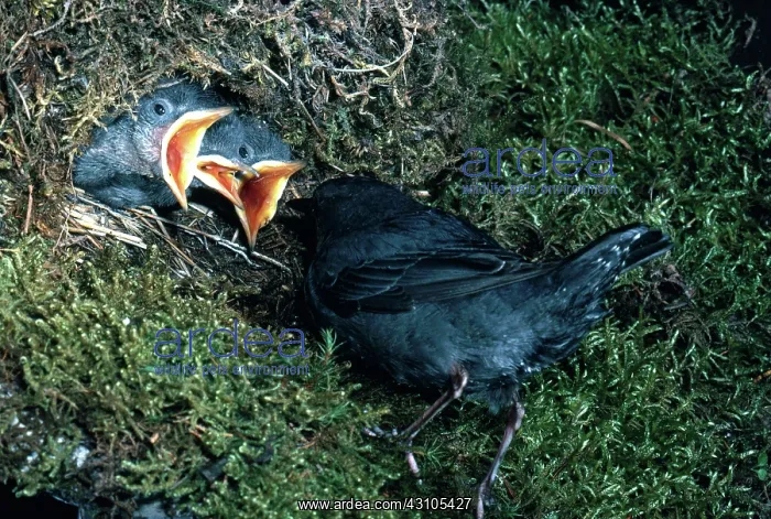 : Dipper feeding young : Dipper feeding young