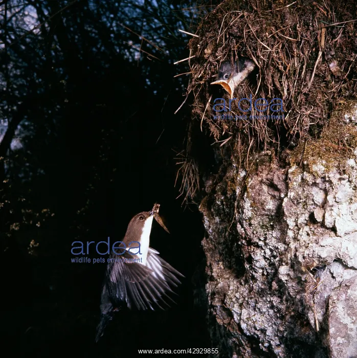 : Dipper - feeding young at nest on Riverbank : Dipper - feeding young at nest on Riverbank