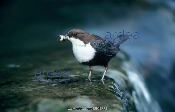 : DIPPER - with food offspring : DIPPER - with food offspring