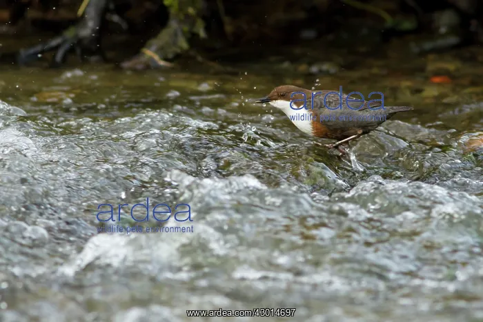 : Dipper with food in bill wading in river Spring : Dipper with food in bill wading in river Spring