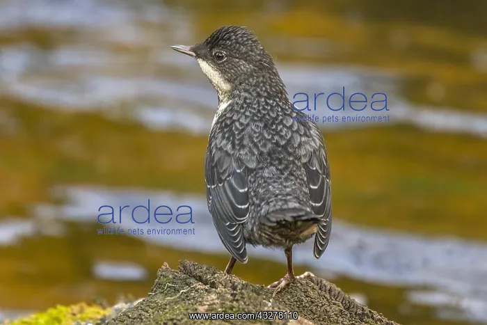 : Dipper - fully fledged dipper sitting on a rock : Dipper - fully fledged dipper sitting on a rock