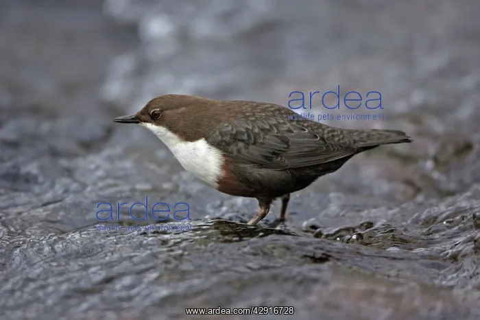 : Dipper - in hill stream : Dipper - in hill stream