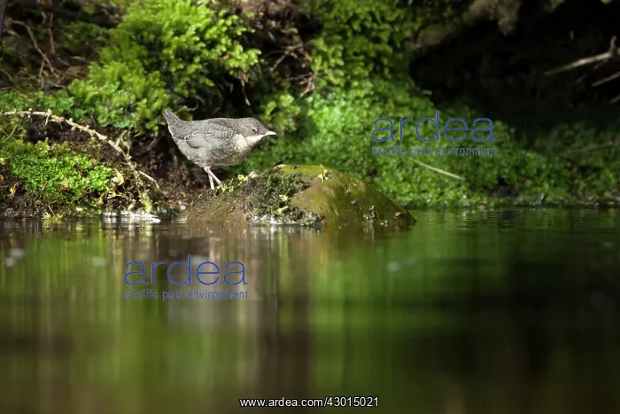 : Dipper juvenile standing on rock by river Spring : Dipper juvenile standing on rock by river Spring