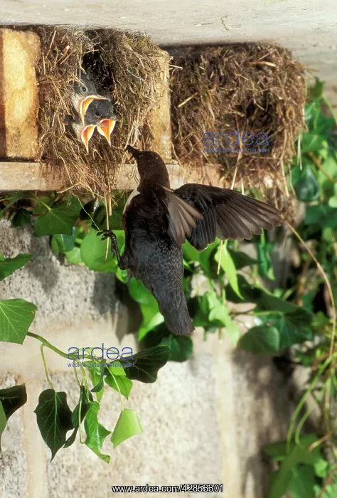 : DIPPER - At nest feeding chicks : DIPPER - At nest feeding chicks