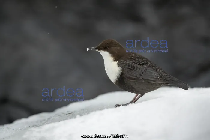 : Dipper - Oulanka National Park - Finland : Dipper - Oulanka National Park - Finland