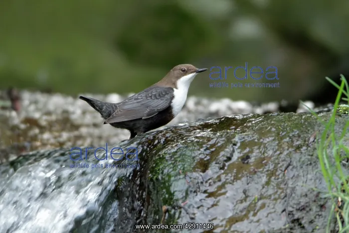 : Dipper - perched at edge of waterfall : Dipper - perched at edge of waterfall