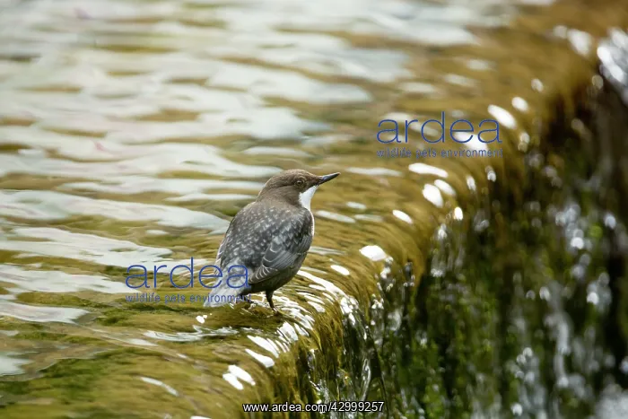 : Dipper - in river : Dipper - in river