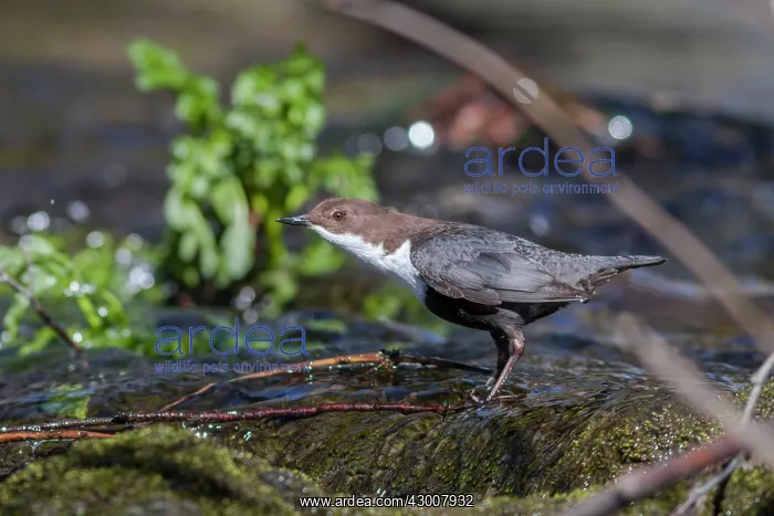 : Dipper at river Arnoia River, Allariz, Galicia, Spain : Dipper at river Arnoia River, Allariz, Galicia, Spain