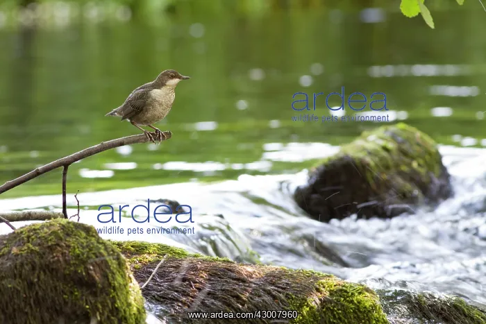 : Dipper at river Arnoia River, Allariz, Galicia, Spain : Dipper at river Arnoia River, Allariz, Galicia, Spain