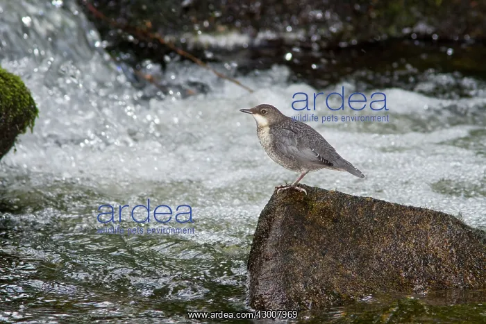  : Dipper at river Arnoia River, Allariz, Galicia, Spain