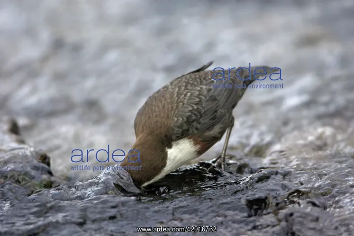 : Dipper - searching for food in hill stream : Dipper - searching for food in hill stream