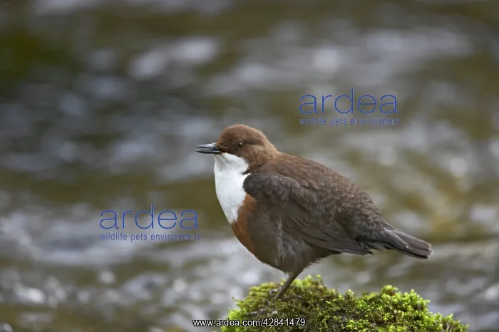 : Dipper - singing on rock in stream : Dipper - singing on rock in stream