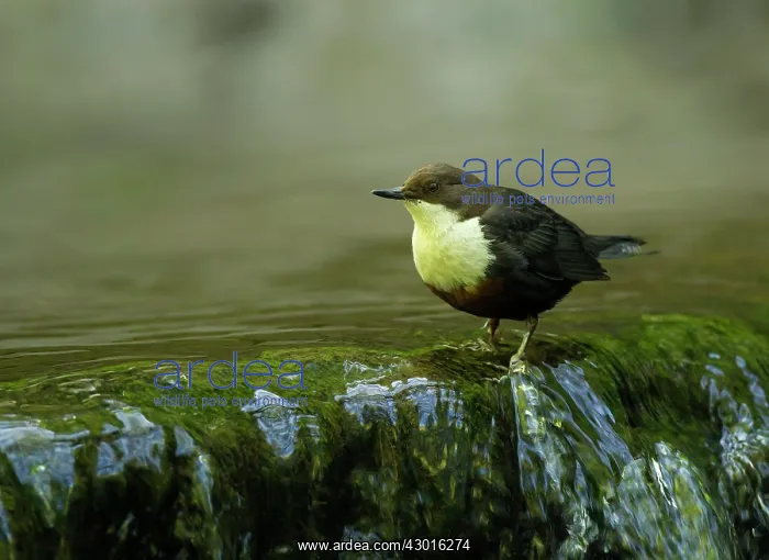  : Dipper by small waterfall in stream May