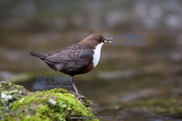 : Dipper standing on a moss covered rock with food : Dipper standing on a moss covered rock with food