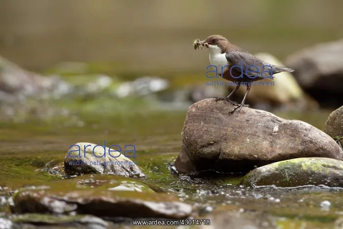 : Dipper standing on rock in river with bill : Dipper standing on rock in river with bill