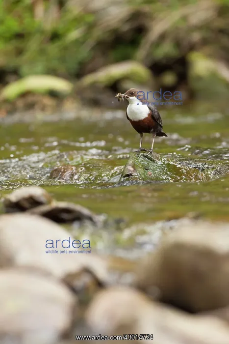 : Dipper standing on rock in river with food : Dipper standing on rock in river with food