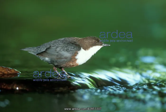 : DIPPER STANDS IN RUNNING WATER : DIPPER STANDS IN RUNNING WATER