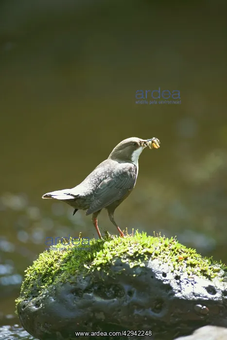 : Dipper - on stone in river near nest : Dipper - on stone in river near nest