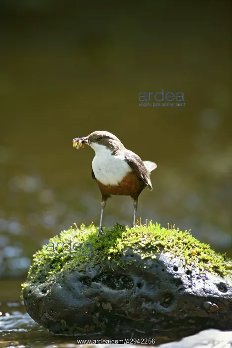 : Dipper - on stone in river near nest : Dipper - on stone in river near nest
