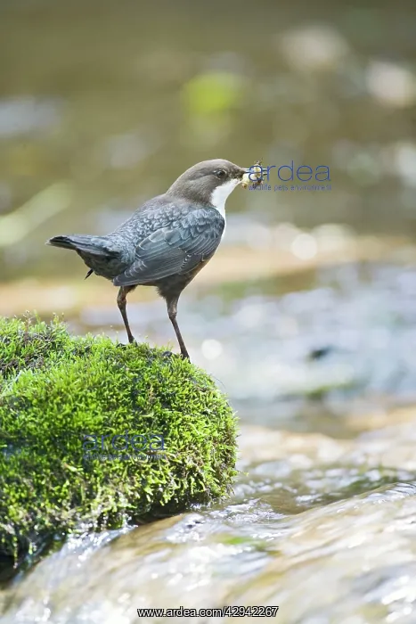 : Dipper - on stone in river near nest : Dipper - on stone in river near nest