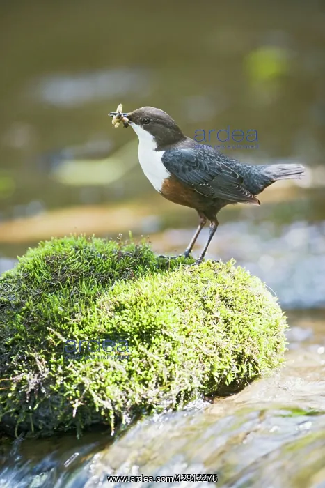 : Dipper - on stone in river near nest : Dipper - on stone in river near nest