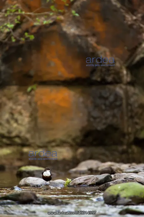  : Dipper on stones in river