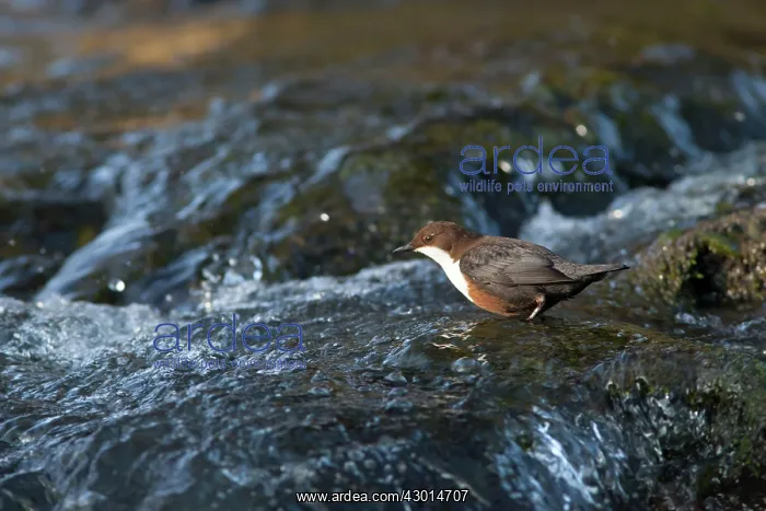  : Dipper wading in river Spring