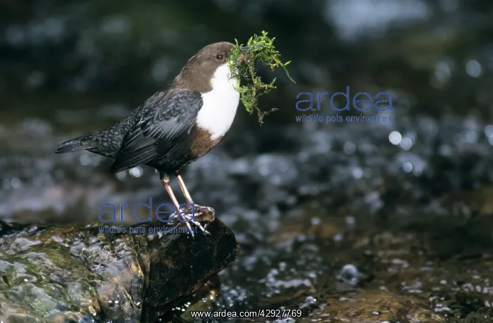 : DIPPER - at water with nest material : DIPPER - at water with nest material