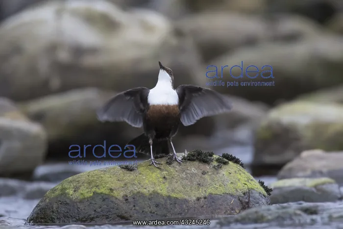 : Dipper, Water Ousel - adult bird displaying - : Dipper, Water Ousel - adult bird displaying -